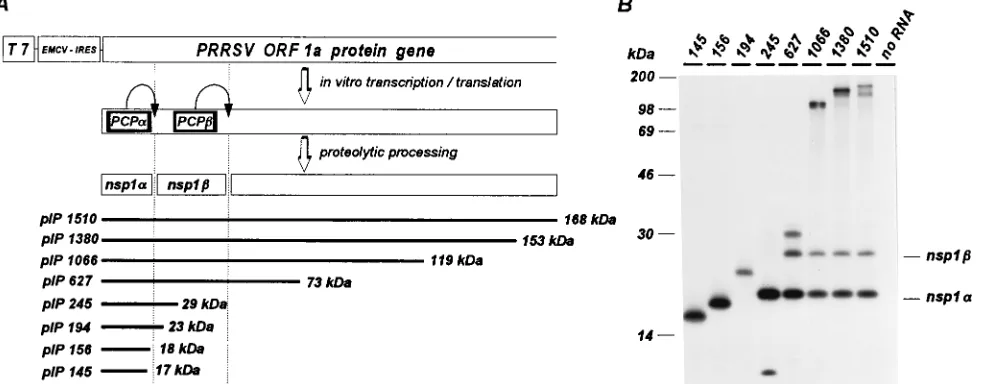 FIG. 2. Identiﬁcation of two proteolytic cleavages in the N-terminal domain of the PRRSV ORF1a protein