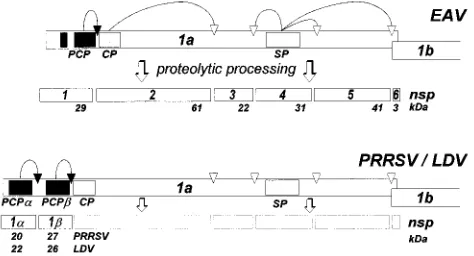 FIG. 5. Preliminary proteolytic processing schemes of the EAV, LDV, andPRRSV replicase ORF1a proteins