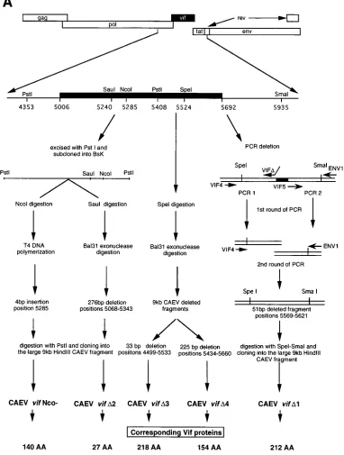 FIG. 1. (A) vifnucleotides 5006 to 5692 (black box). The different strategies used to construct the mutants are described in Materials and Methods.insertion at thevifSA OMVV (25), and K1514 (32)