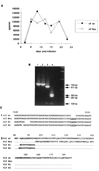 FIG. 2. Analysis of the vifisolated from independent experiments, compared with the wt andonly oneNcoand the region (5243 to 5301) where mutational events resulted in a frameshift is shown
