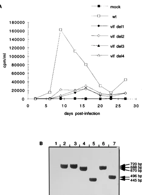 TABLE 1. Titers of wt and vif� CAEV produced by infected-blood-derived mononuclear cells or macrophagesa