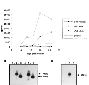 FIG. 4. Transcomplementation of vifwith thePCR analysis with the POL B/VIF6 primers on cellular DNA extracted at day 21 postinfection from cells transfected with pRC (lanes 1 to 3) or pRC vif (lanes 4 to6) and either mock infected (lanes 1 and 4) or infect