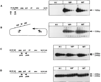 FIG. 5. PCR analysis of the reverse transcription steps during one replicative cycle of heat-inactivated wt (HI), wt, or vif2 h (C) or 6 h (A, B, and D) postinfection