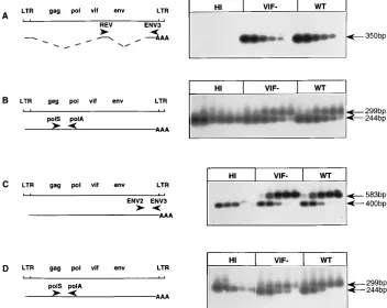 FIG. 6. RT-PCR analysis of the transcription steps during one replicative cycle of heat-inactivated wt (HI), wt, or vifthreefold dilution of theassociated with released virions (D) was extracted at 24 h postinfection