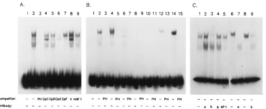 FIG. 2. Gel retardation and complex inhibition analysis of the HBV large surface antigen promoter HNF3-binding site