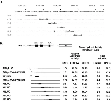 FIG. 3. Clustered point mutational analysis of the minimal large surface antigen promoter