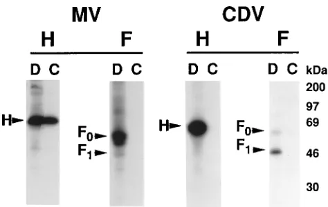 FIG. 6. Coprecipitation analysis of CD46 binding to MV and CDV glyco-proteins. Triton X-100 lysates were prepared from metabolically labeled cells