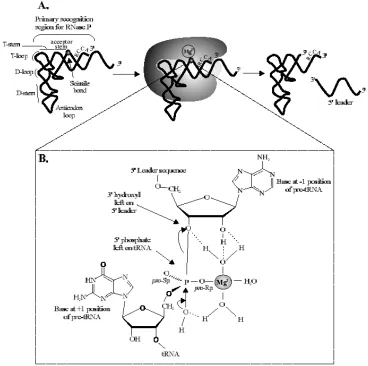 Figure 1 (2) cleavage of the scissile bond with Mgconserved RCCA pre-tRNA sequence binding to the GGU sequence of the RNase P RNA, : The RNase P reaction