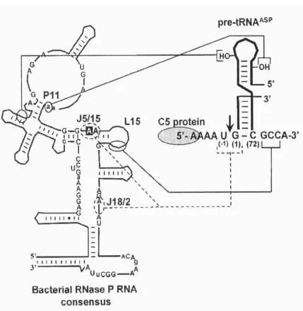 Figure 2:  RNase P RNA:pre-tRNA interactions. The RCCA/GGU (73/294 interaction), N(-1)/A(248), and G(1)-C(72) interactions indicate all known information of enzyme: substrate binding