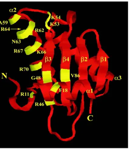 Figure 3 structure-function relationships in the protein subunit of bacterial RNase P using a genetic :  Bacterial RNase P protein