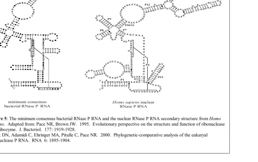 Figure 5: The minimum consensus bacterial RNase P RNA and the nuclear RNase P RNA secondary structure from sapiensP, a ribozyme