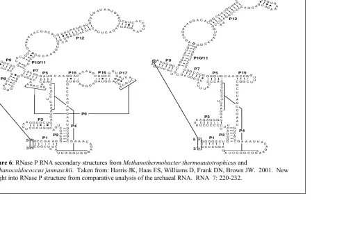 Figure 6: RNase P RNA secondary structures from Methanocaldococcus jannaschiiMethanothermobacter thermoautotrophicus and 
