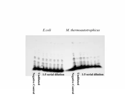 Figure 2: RNase P ribozyme assay.  left: (1) Negative control with no RNase P RNA, (2) Undiluted RNase P RNA, and (3-8) 1:5 serial dilutions of RNase P RNA