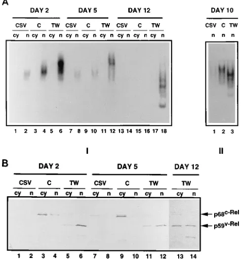 FIG. 5. DNA-binding speciﬁcity of proteins in DT95 cells infected with ret-roviruses expressing CSV (CSV), c-Rel (C), and v-Rel (TW)