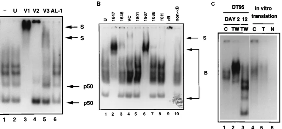 FIG. 6. Supershift analysis of DNA-binding proteins from nuclear extractsfrom DT95 cells infected with CSV (CSV) or retroviruses expressing either c-Rel