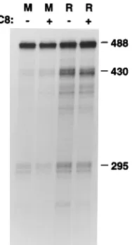 FIG. 4. Early region transcripts initiated at P742 are not induced by activa-tion of PKC