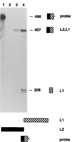 FIG. 6. Structure of the L2 RNA. L2 transcripts were ampliﬁed by RT-PCRfrom RNA isolated from TPA-treated raft cultures