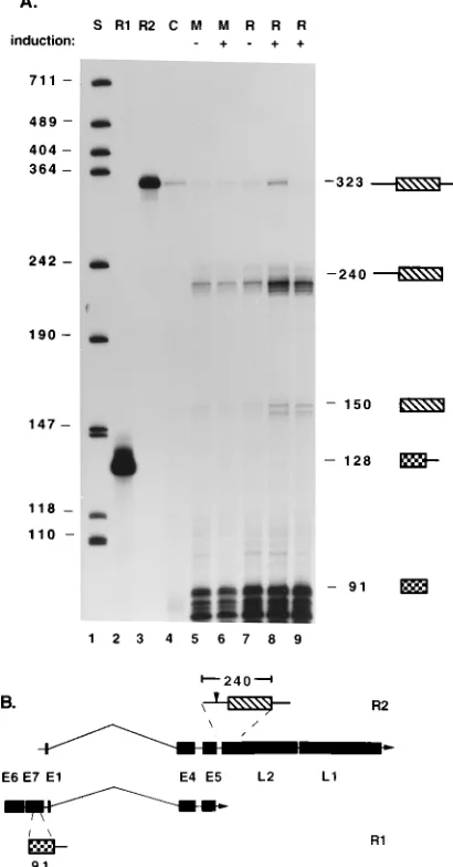 FIG. 7. The major L2 transcript is initiated in the early region. (A) RNaseprotection assay of RNA isolated from CIN612 cells grown in monolayers (M;