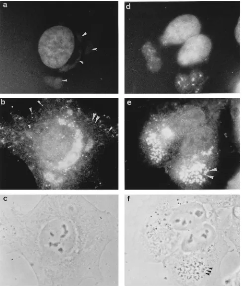 FIG. 1. Localization of p32 by immunoﬂuorescence. Shown are vaccinia virus-infected HeLa cells 8 h postinfection in the absence (a to c) or presence (d to f) ofrifampin