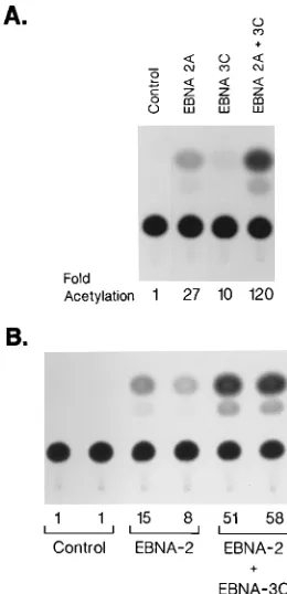 FIG. 1. EBNA-3C can activate expression from the LMP-1 promoter. (A)The EBV-negative cell line BL2 was transfected with a CAT reporter gene linked