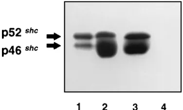 FIG. 3. Tissue-speciﬁc patterns of phosphotyrosyl proteins in v-erbB-trans-formed cells