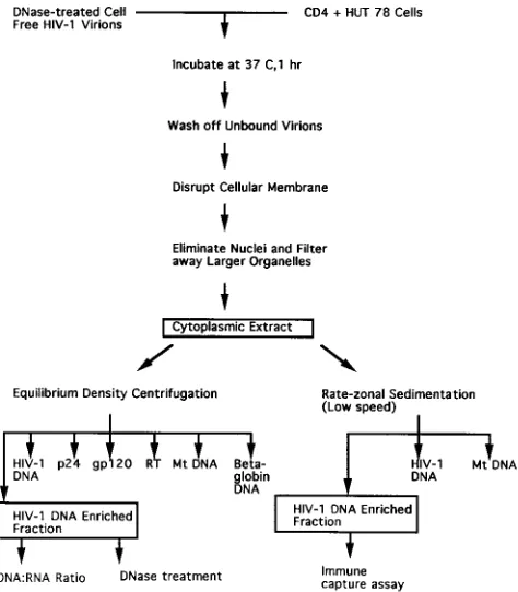 FIG. 1. Outline of experimental procedures for investigating intracellularHIV-1 reverse transcription