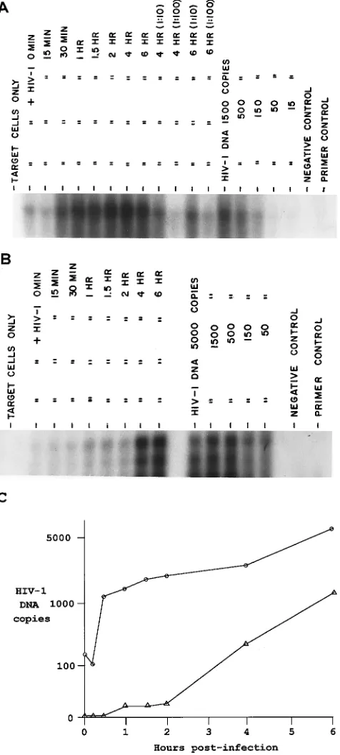TABLE 1. Comparison of the strong-stop RNA/DNA ratio inpuriﬁed HIV-1 virions versus nascent viral DNA-associatedparticles in cytoplasmic extracts of target cells