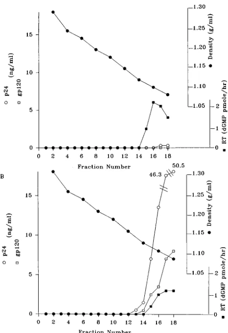 FIG. 6. Equilibrium density centrifugation of cytoplasmic extracts from un-infected HUT 78 cells without (A) or with (B) added soluble HIV-1 components.