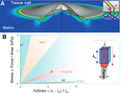 Fig. 1. Substrate strain and tissue stiffness. (A) Strain distribution computed in a soft matrix beneath a cell