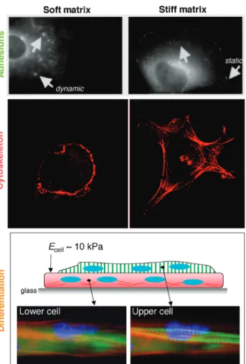 Fig. 2. Substrate stiffness influences adhesion structures and dy- dy-namics (14), cytoskeleton assembly and cell spreading (17, 42), and differentiation processes such as striation of myotubes (28)