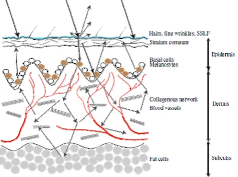 Fig. 1. Optical pathways in human skin [3] 