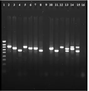 Figure 3.  Two percent agarose gel eletrophoresis of an intergenic spacer region PCR amplification (primers 321s and 983as) of Bartonella cultures in BAPGM (lanes 2 to 9, at 7 days postinoculation; lanes 10 to 16, 5 days postinoculation)