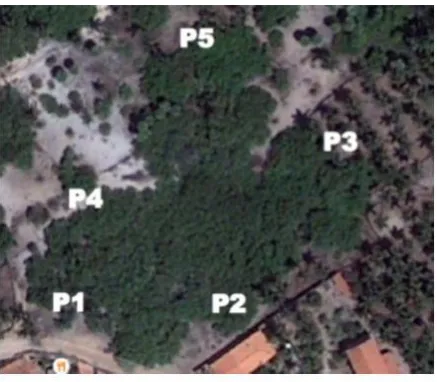 Figure 3. DNA sequencing samples of leaves taken from five different points Cashew King