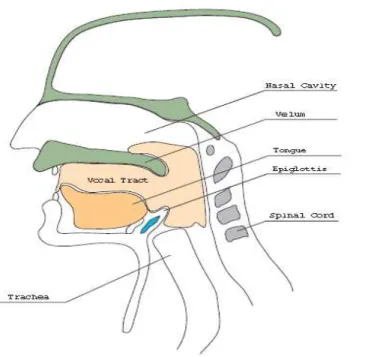 Figure 3: Human speech production apparatus 