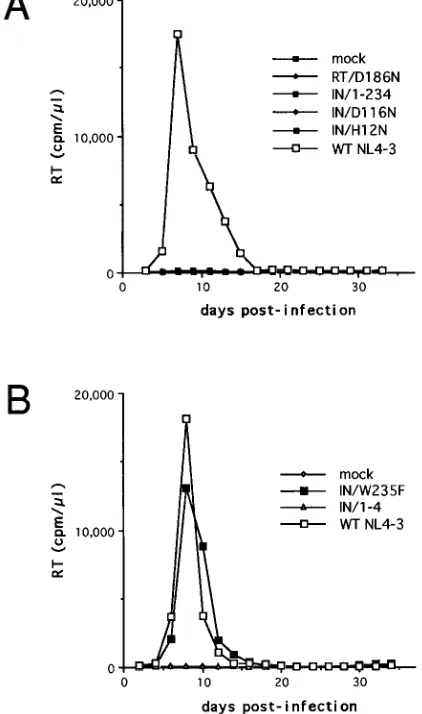 FIG. 1. IN protein domains and mutations. In the diagram of the 288-residuewild-type protein, the three domains deﬁned by complementation in vitro (8, 49)
