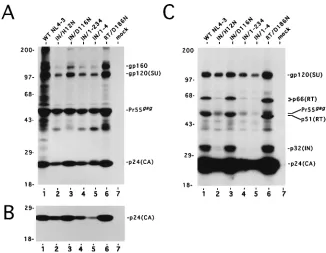 FIG. 4. Analysis of particle-associated proteins, using polyclonal antiseraagainst wild-type IN