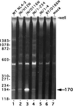 TABLE 1. MAGI assay with wild-type and mutant HIV-1