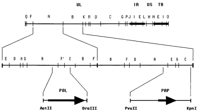 FIG. 1. Localization of the PRV polB fragments.represent the inverted repeats that bracket the short unique region of the genome