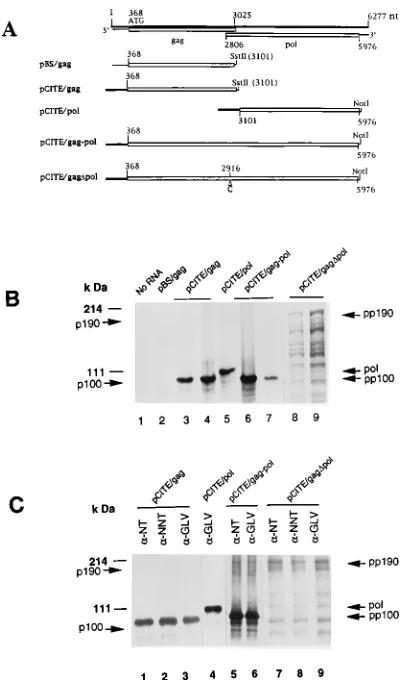FIG. 2. Autoradiograms of SDS-PAGE analysis of the in vitro translationproducts. (A) Schematic representation of the GLV genome, predicted protein-
