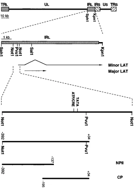 FIG. 2. Comparison of 2LATP activity with that of other promoters in tran-sient expression assays