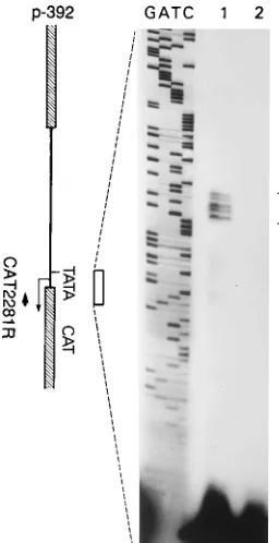 FIG. 3. HSV-2 LAT start site as determined by primer extension assay. (Leftpanel) Structure of the p-392 construct with its putative TATA box and tran-