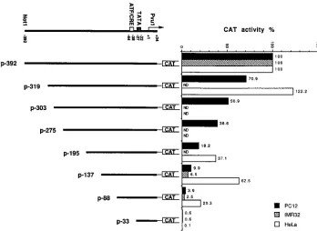 FIG. 4. Schematic representation of structure and CAT activity of p-392 and a series of its 5�is normalized relative to that for the p-392 construct in PC12 cells (21.3% average acetylation in four experiments), in IMR32 cells (11.7% average acetylation in