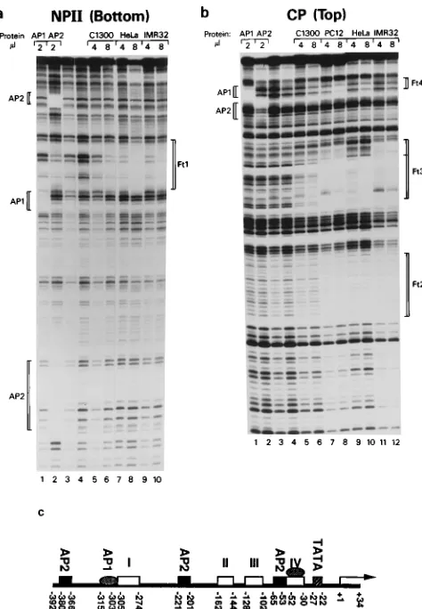 Fig. 6. According to the bases which appeared to be enhancedThe results of methylation protection assays are shown inor protected from methylation, we chose a series of 2- to 3-base