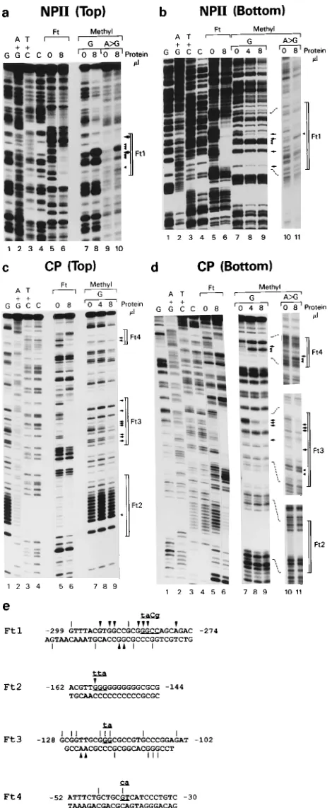 FIG. 6. Methylation protection assays of 2LATP segments. (a to d) Lanes: 1to 4 DNA sequencing ladders; 5 and 6, DNase I footprints Ft1 to Ft4 generated