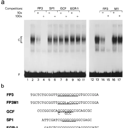FIG. 7. Schematic representation of structure and CAT activity of the p-392 segment and its derivatives mutated at the speciﬁc bases shown in Fig