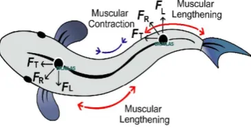 Fig. 1. Fish swimming mechanism 