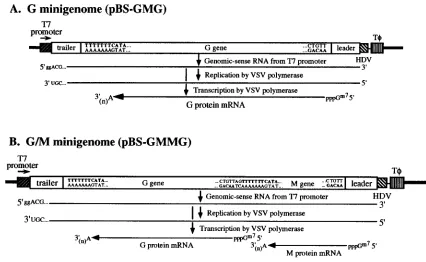 FIG. 1. Schematic representations of VSV minigenome cDNAs. The trailer region at the 5 end of the VSV genome is fused to the bacteriophage T7 RNARepresentations of the genomic-sense primary transcript synthesized by T7 RNA polymerase, the positive-sense RI