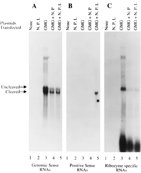 FIG. 2. Northern blot analysis of total RNA extracted from pBS-GMG-transfected cells. Total RNA was fractionated on agarose-formaldehyde gels,