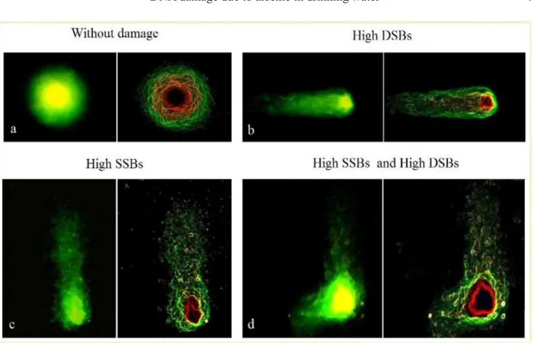 Figure 3. Absolute frequency of cells counted using the TTC assay. Number of cells with fragmented DNA (DSB and SSB) in leukocytes from both groups were plotted