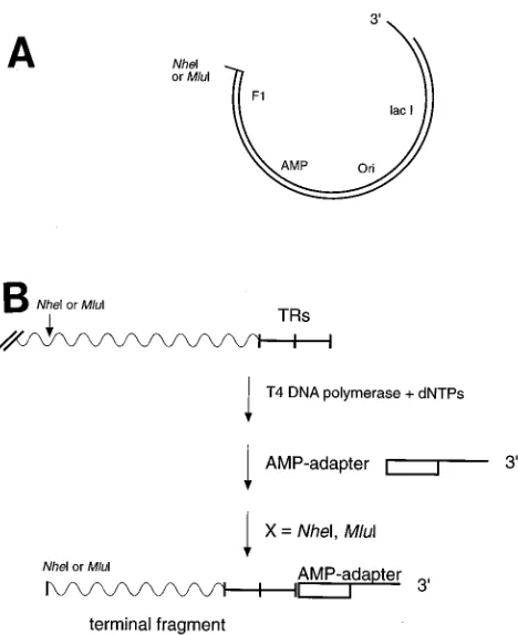 FIG. 3. The terminal sequences at the ends of EBV DNA. Summary of thesequence analyses of the cloned termini revealed that both termini of EBV DNA